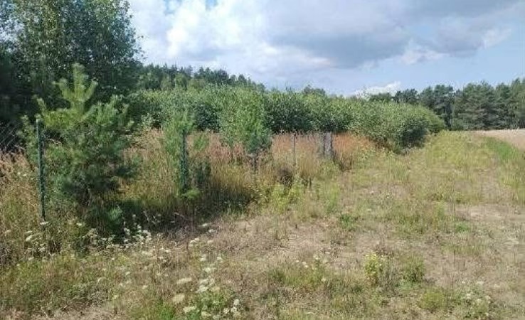 działka na sprzedaż - Świekatowo, Jania Góra